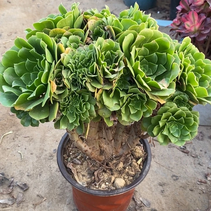 绿羊绒缀多肉植物1。