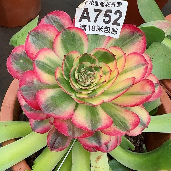 多肉法师海神朵朵