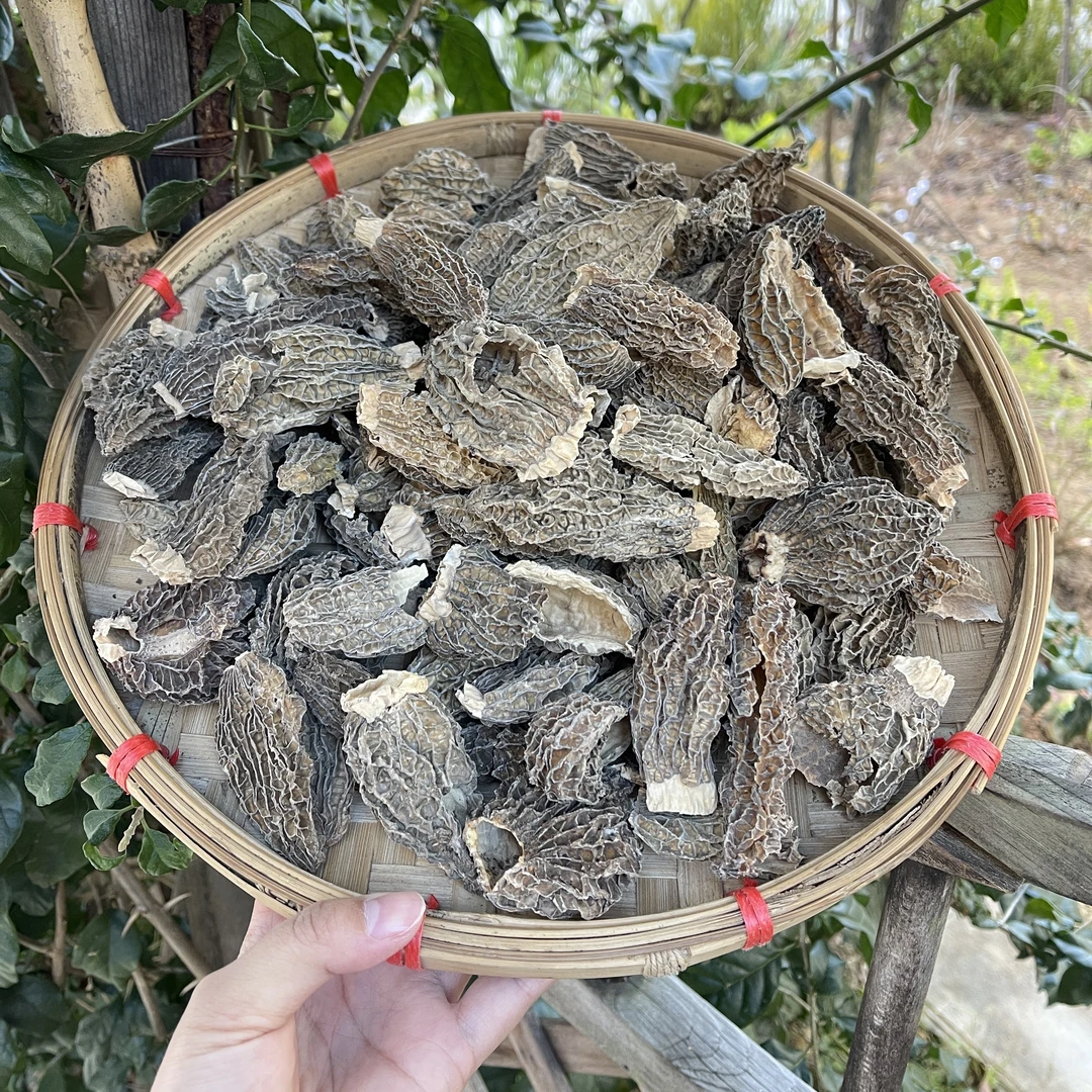 云南小阳山货 破损羊肚菌