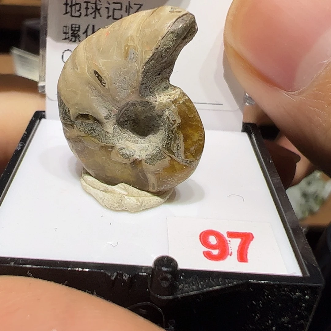 石材红代表大会小舅姐姐