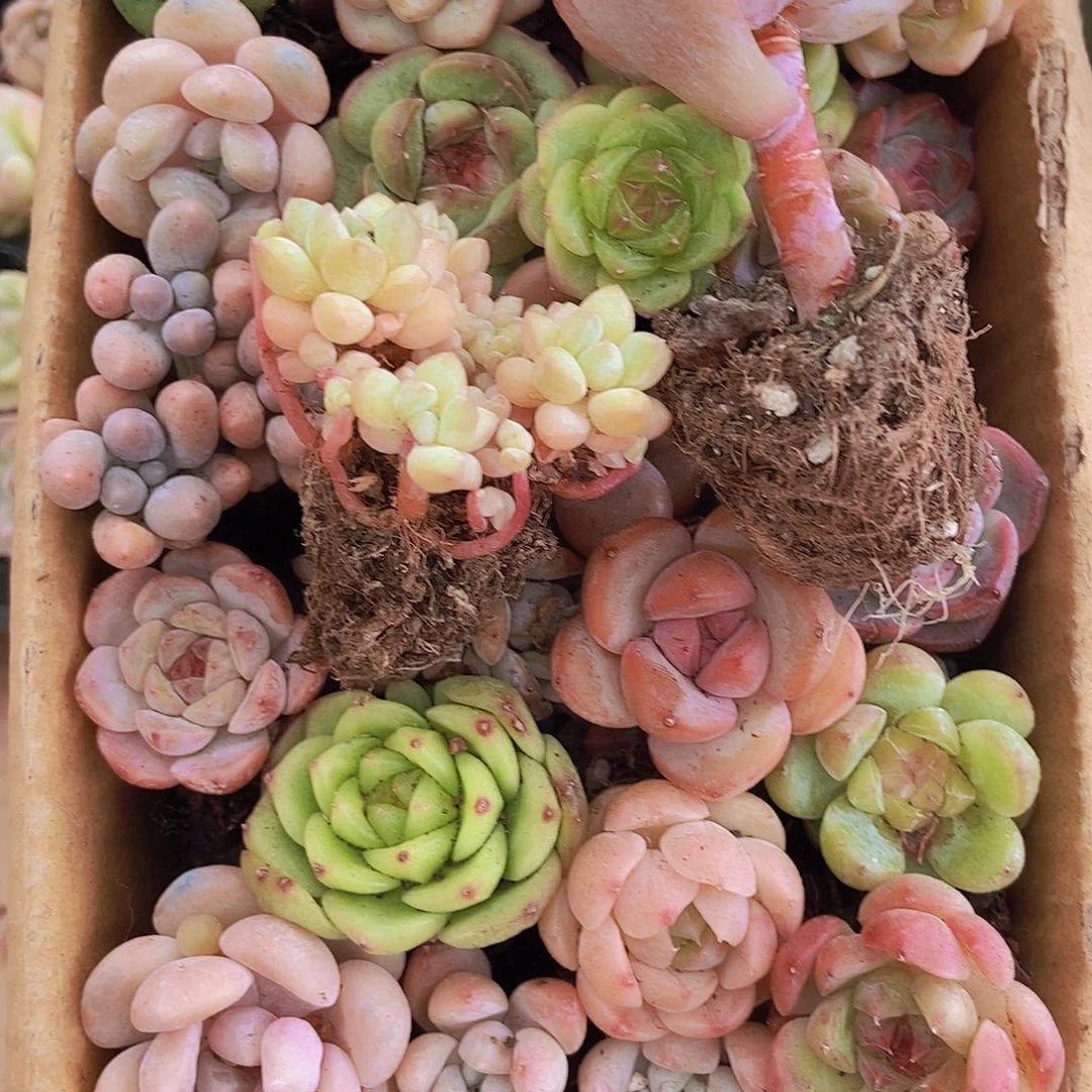 00000000001量拍保底20颗