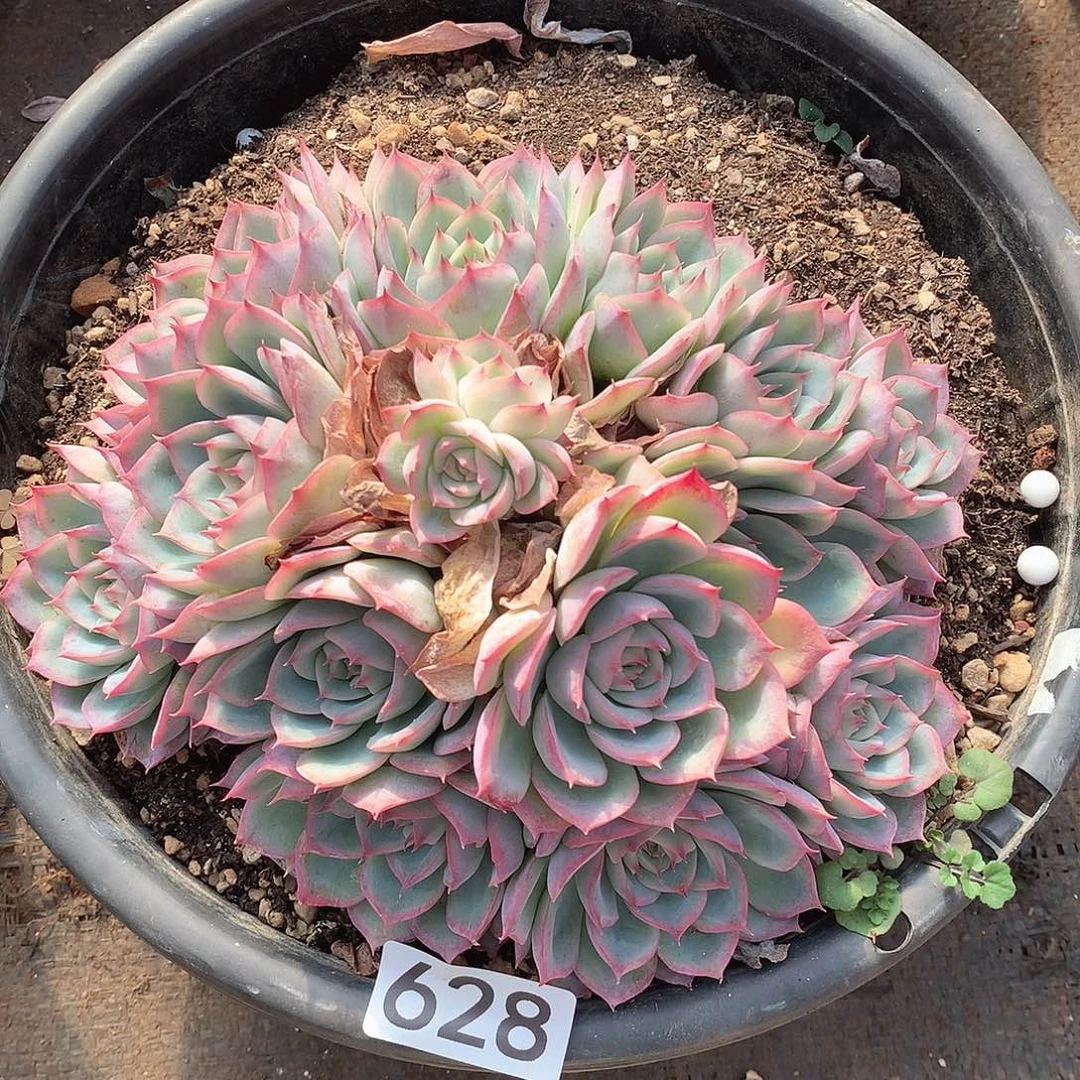 628侧影 一物一拍多肉