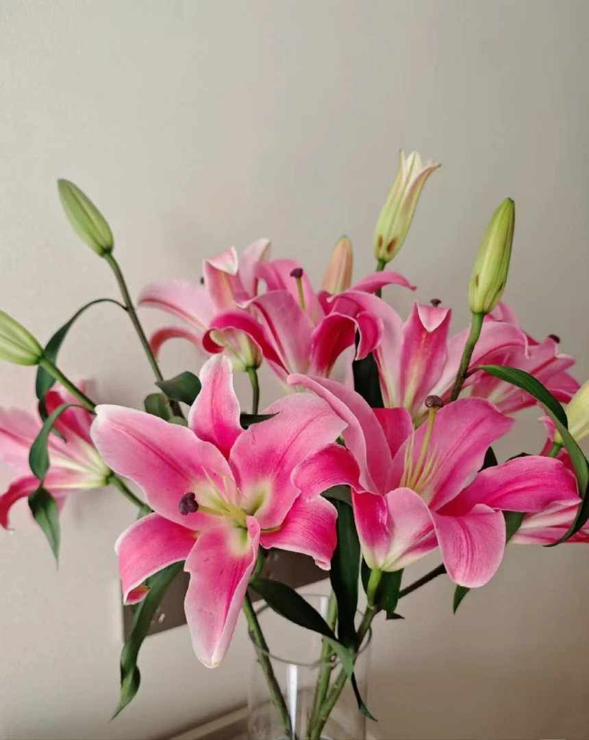 帕拉佐 单瓣香水百合] 任意两单顺丰或德邦  云南鲜花