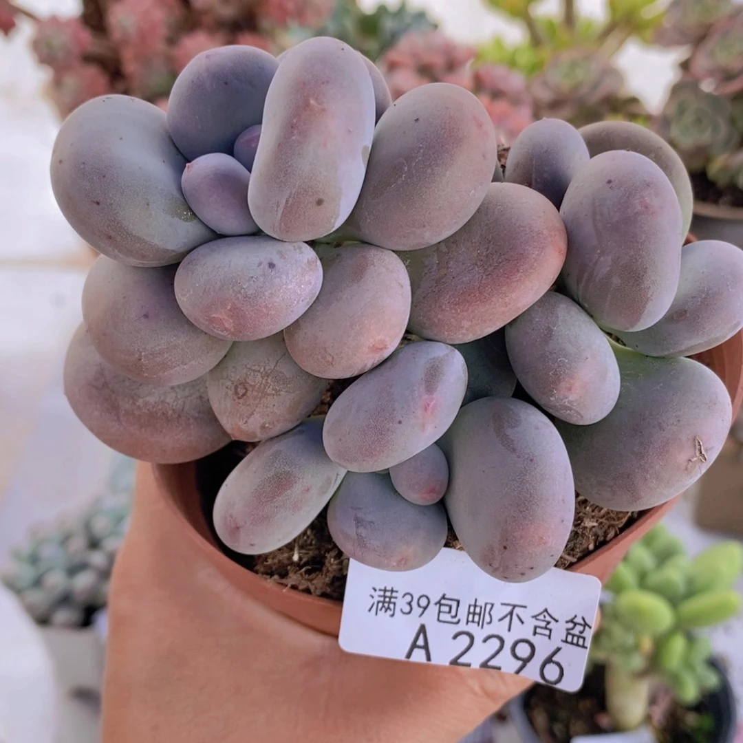 黄金大叶奶10cm296多肉植物