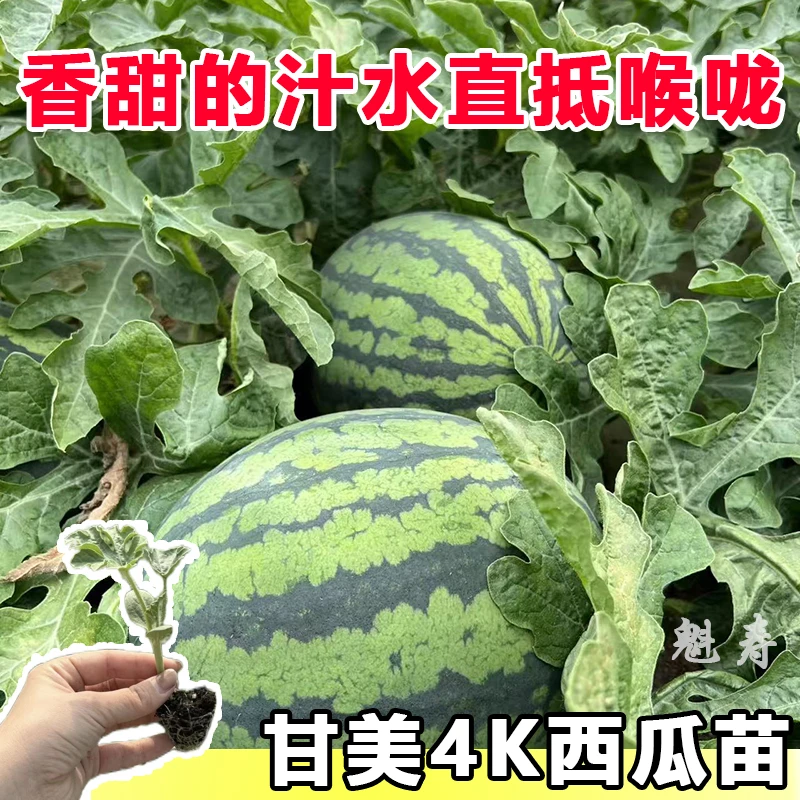 甘美4K西瓜种苗 春秋播种站神西瓜种薄皮干沙瓤高甜度 耐低温弱光
