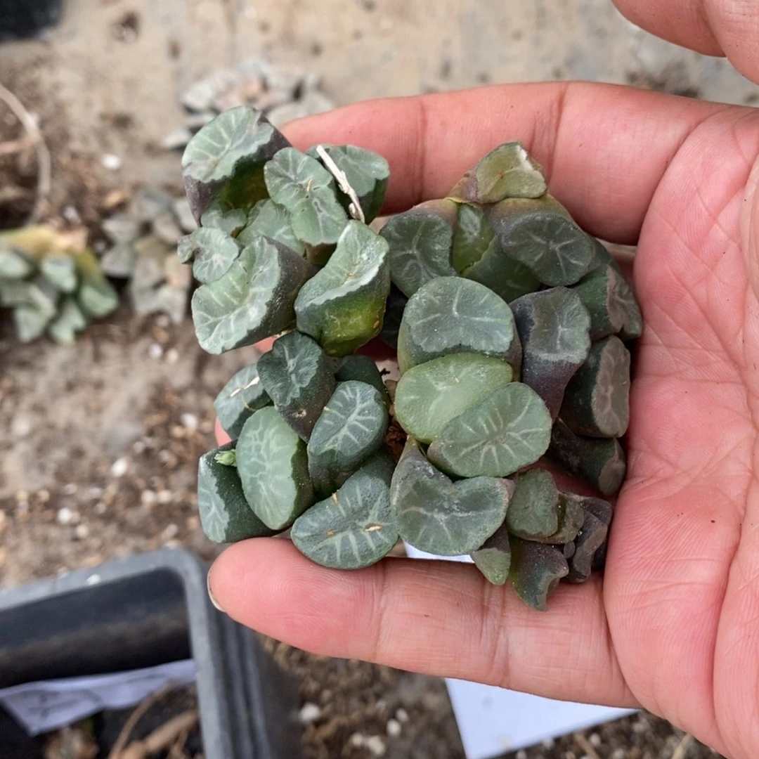 2010 一颗短腿武大郎万象 超级福利