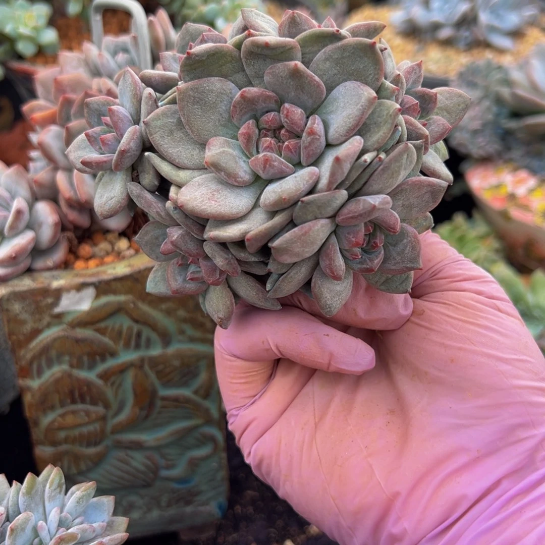 新年快乐 新年快乐 新年快乐