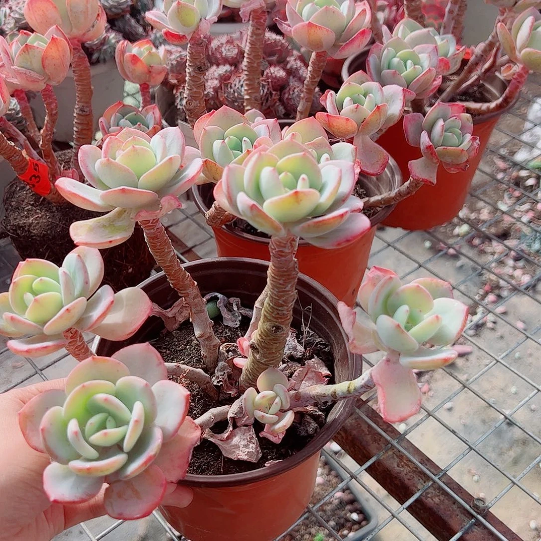 白月光多头群生精品特价