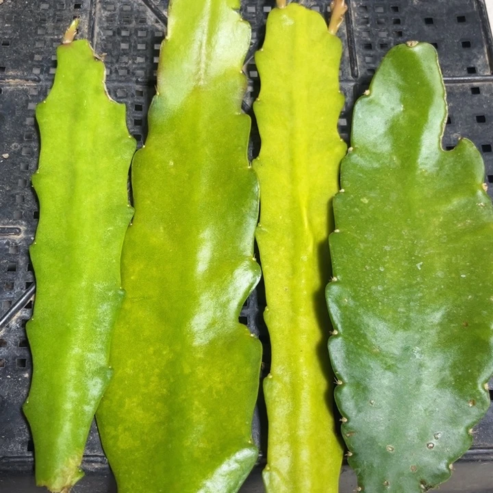 当前无花栽培后可以开花4色叶片