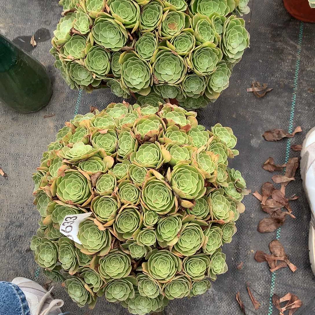 鑫***妈647.633万圣节多肉植物