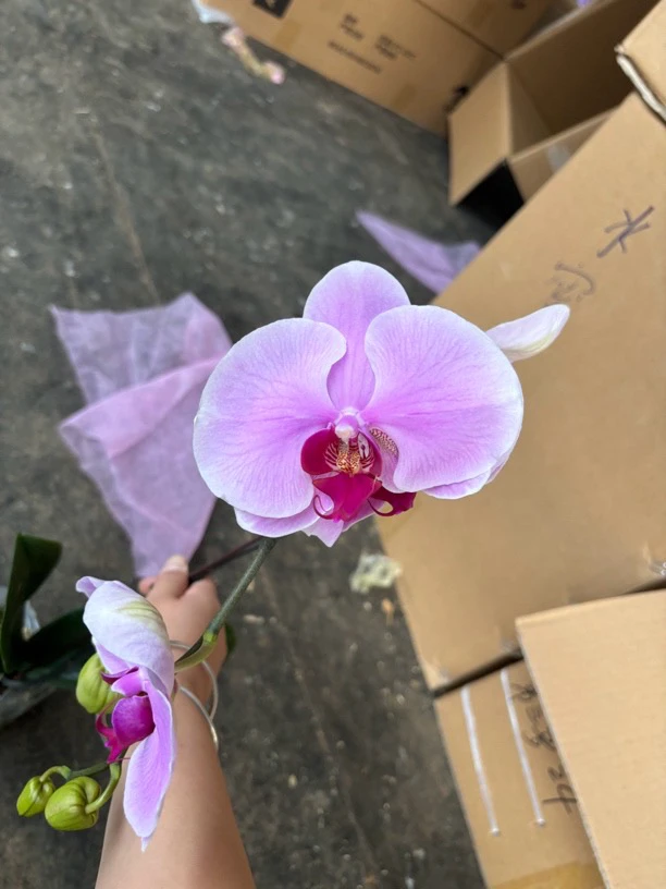 蝴蝶兰——[牛记甜心] (全场两颗包邮只拍一颗发苗)
