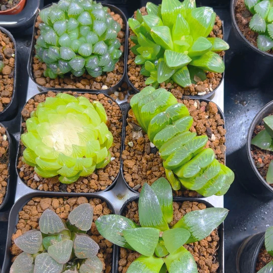 新人套餐玉露6颗