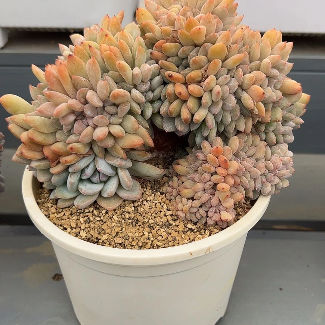 ～*510-41星影缀化