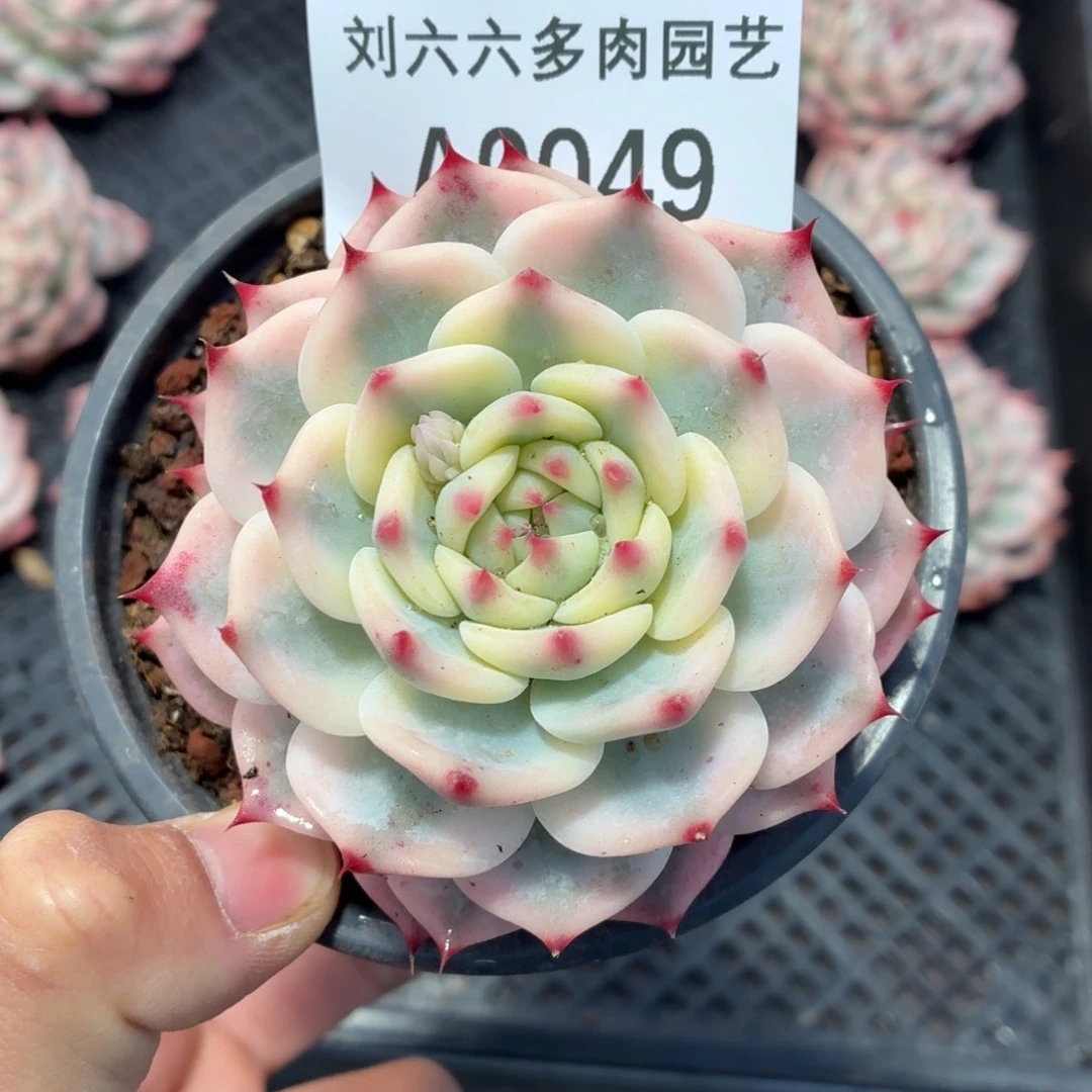 刘六六吉娃娃锦A0049