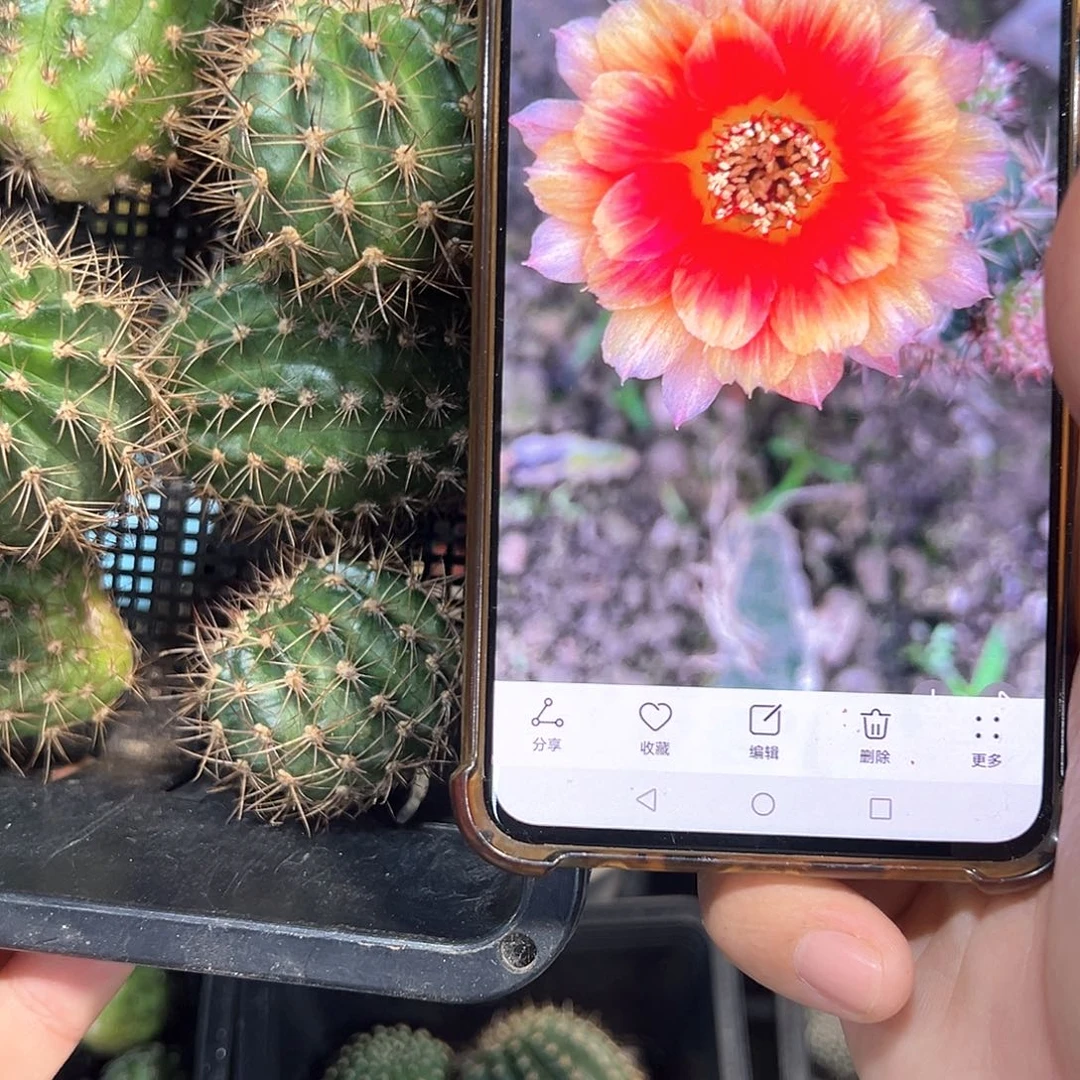 凤舞丽花属仙人球侧芽一颗