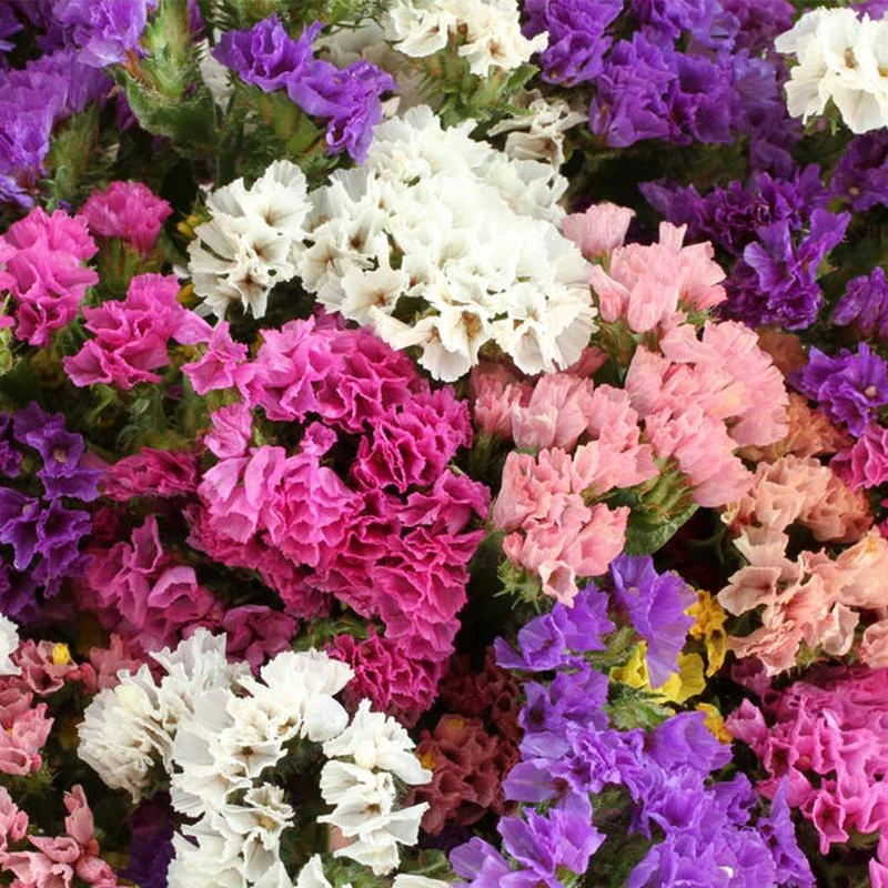 勿忘我种子易种四季花草花卉盆栽庭院室内外四季开花不断花种籽子