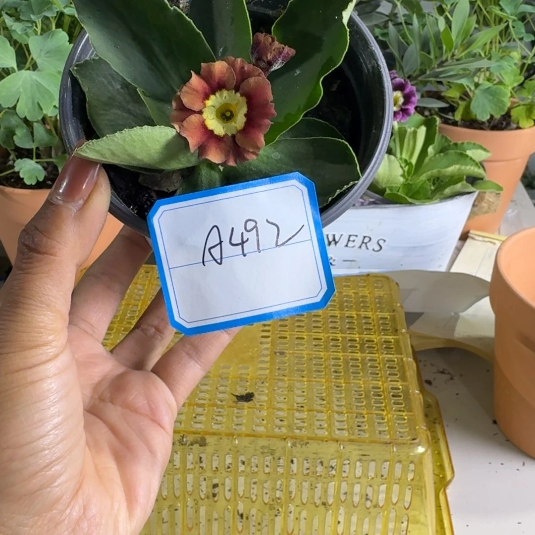 一物一拍    耳叶A492