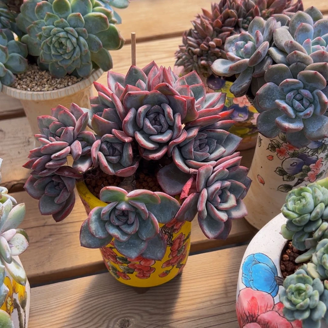 D****u新年快乐 新年快乐