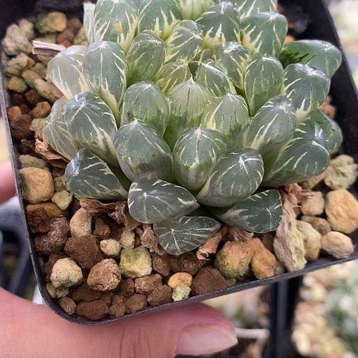 119实生湖斑玉露锦