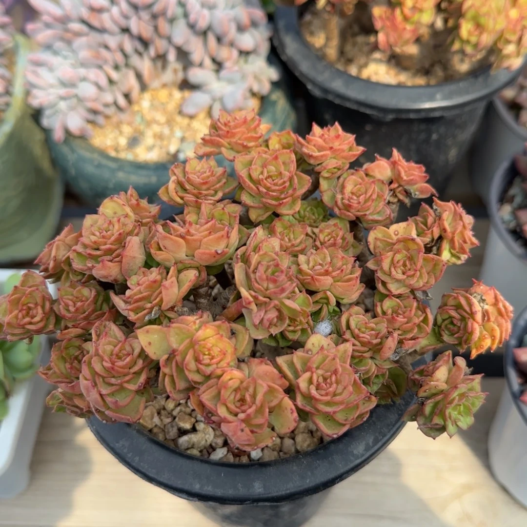 蜡牡丹老桩多肉五十包邮