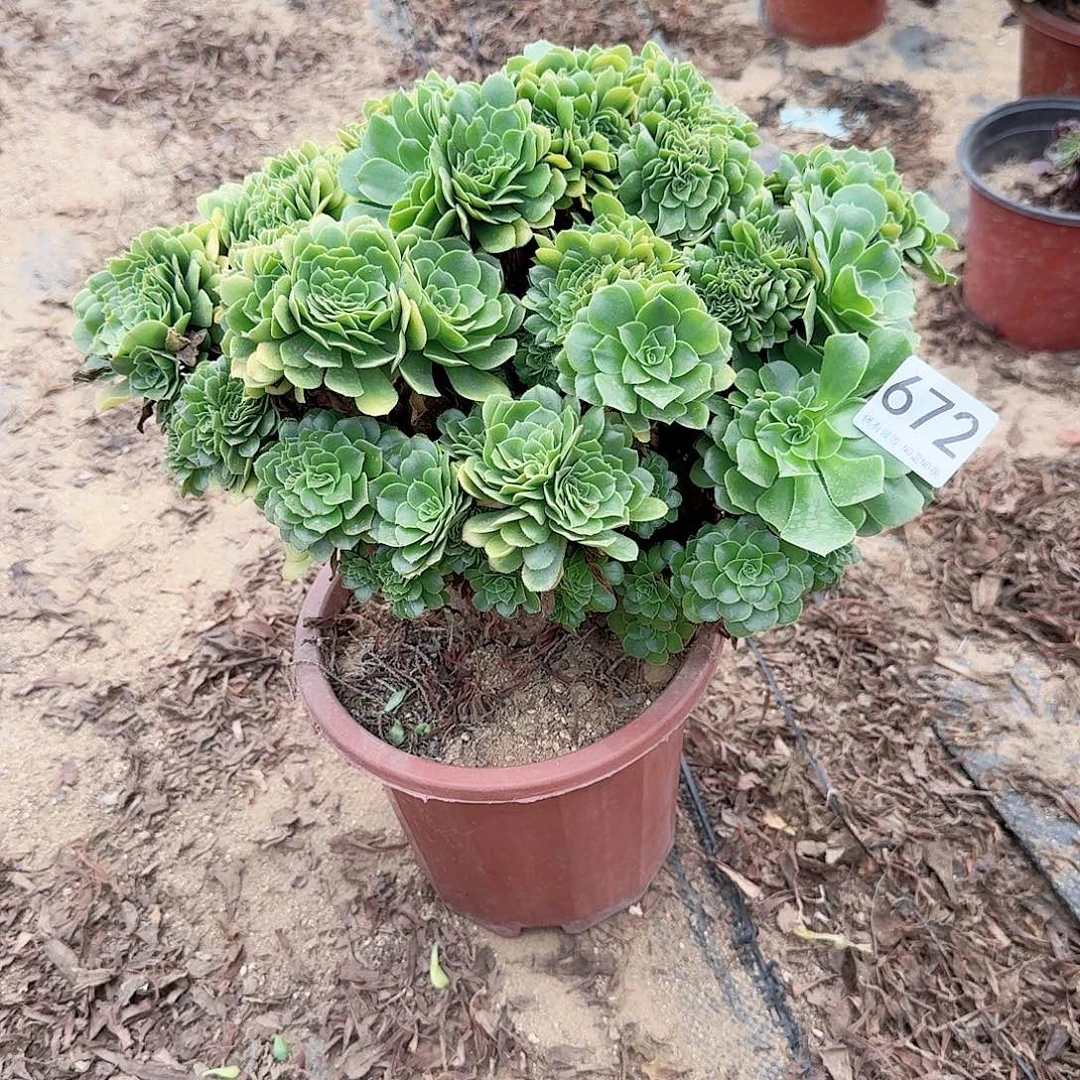 672绿缀朵朵一颗呀呀