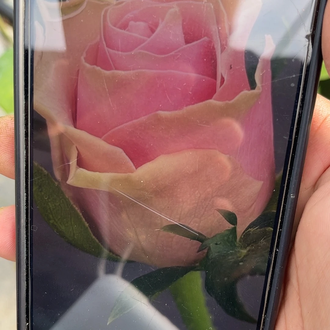 无花朵——-迁巧。福利款