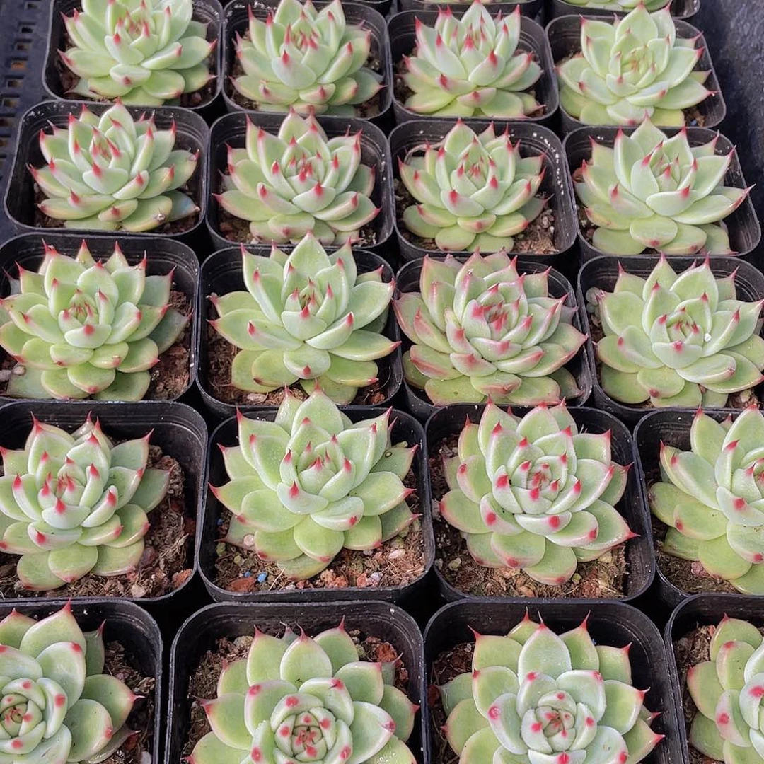 量拍149号 托斯卡内利单头一个