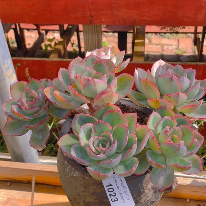 谢谢你的支持000001023