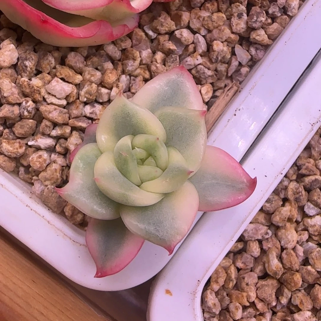 N****鱼 多肉植物锦 多肉植物