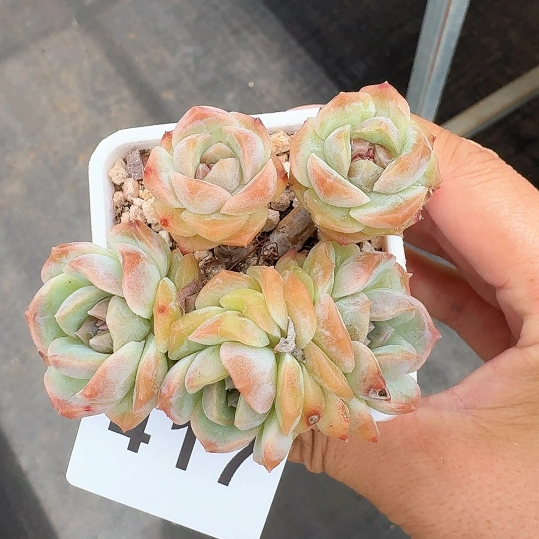 树桩梦幻泡影            精美多肉植物