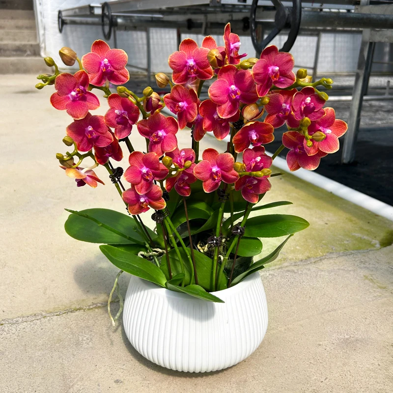 【送花盆】蝴蝶兰小番茄带金边红色带花苞好养耐开绿植花卉