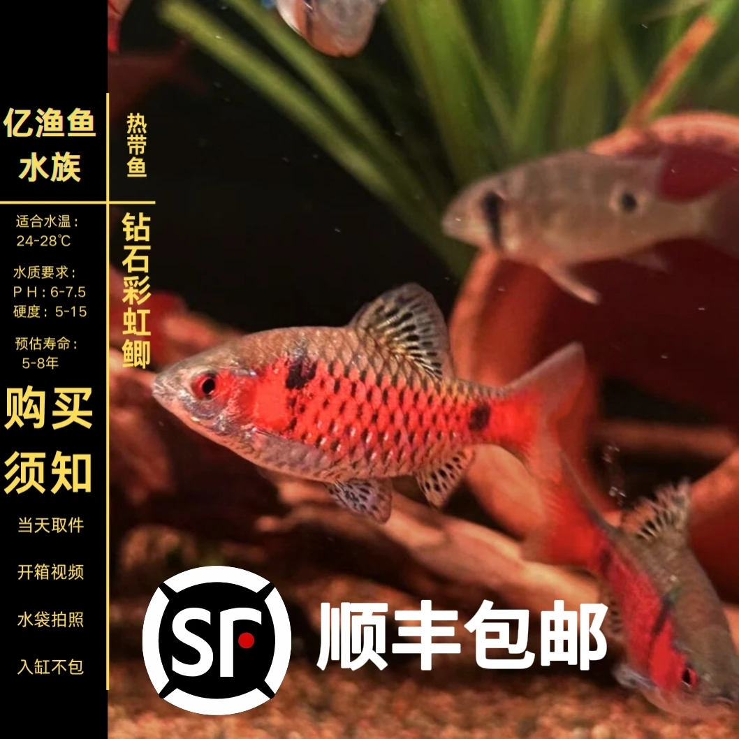 钻石彩虹鲫冷水耐寒无需加温耐养热带鱼原生鱼小型活体群游观赏鱼