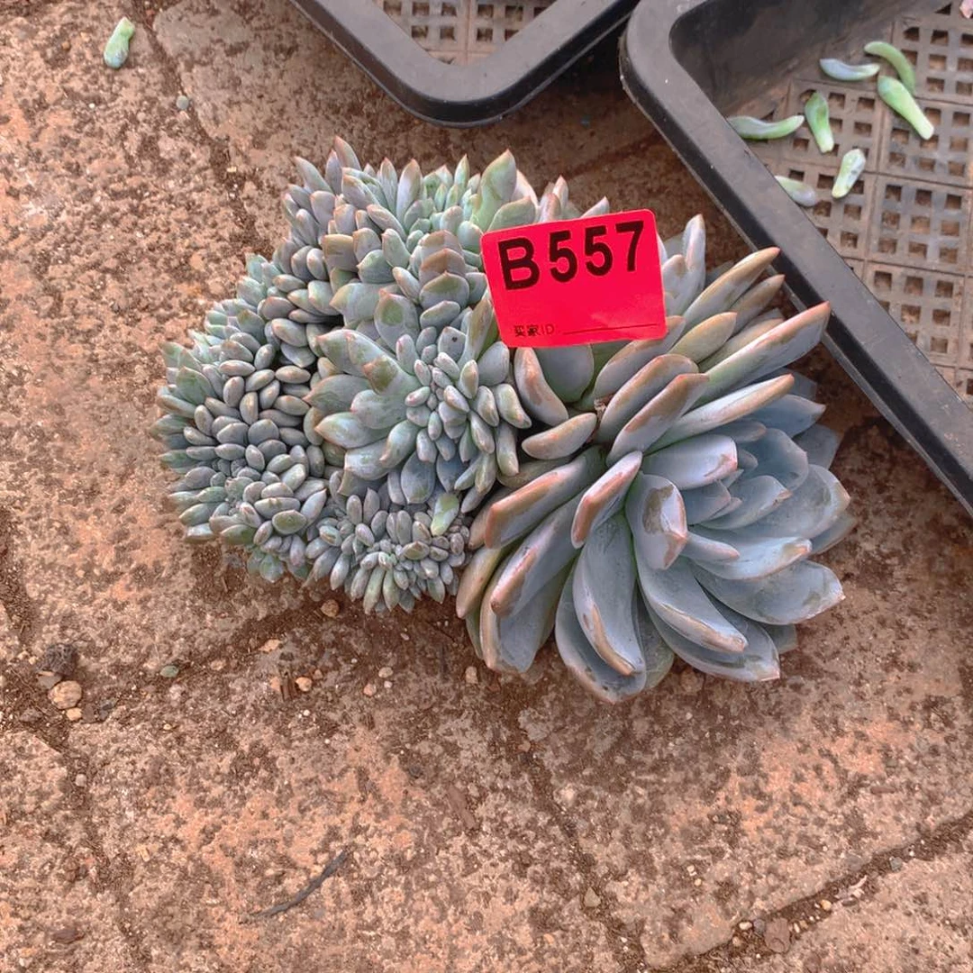 557橙子多肉植物1111