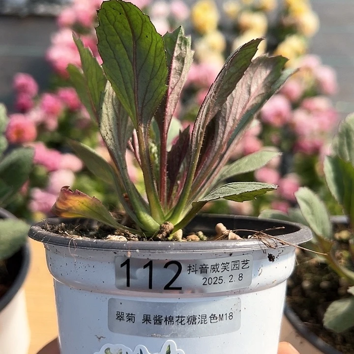 水晶兔*哇抖音直播闪拍112