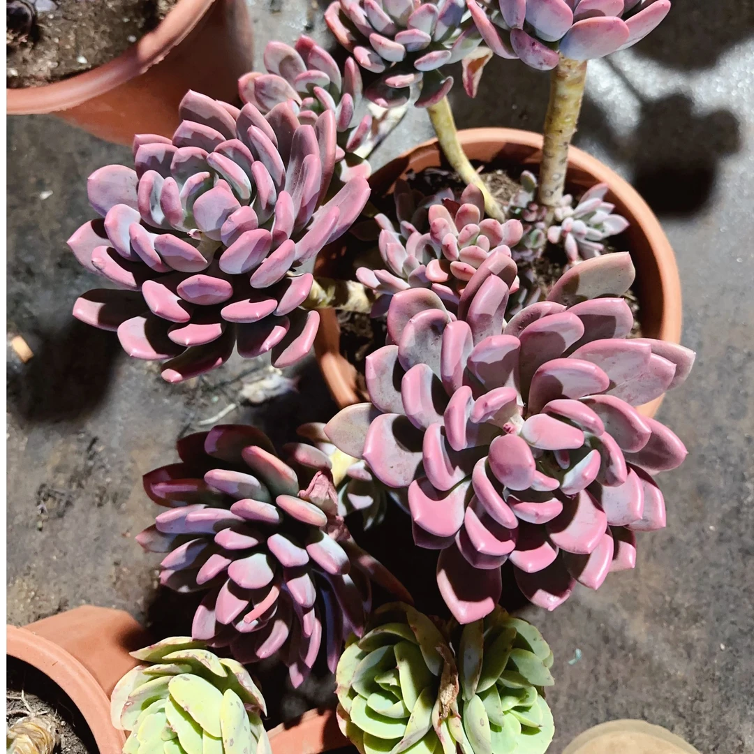 精品多肉植  造型桩灰姑娘