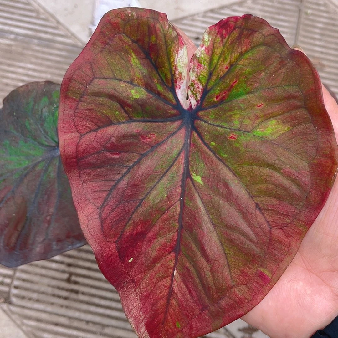完全开放泰彩一物一拍3829