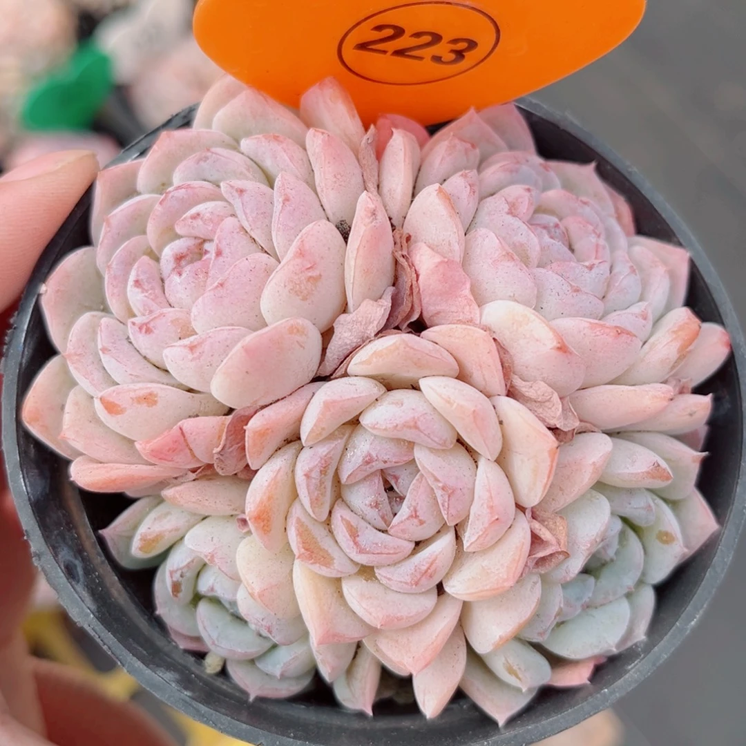 223号小老桩玉凝群