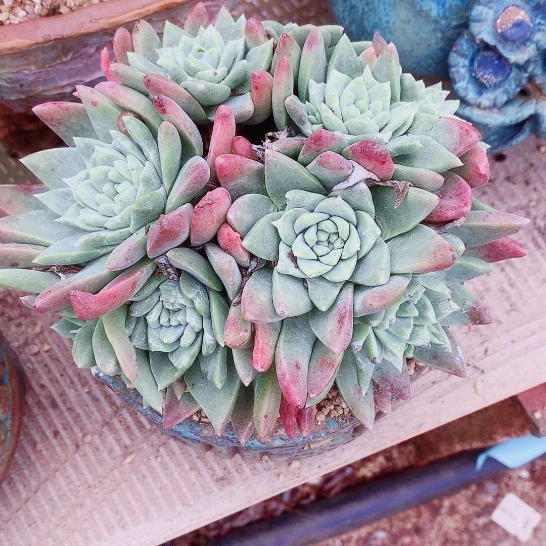 1405捧花牡丹白雪