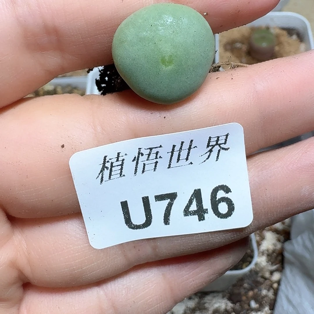 746盒多肉植物哇f v