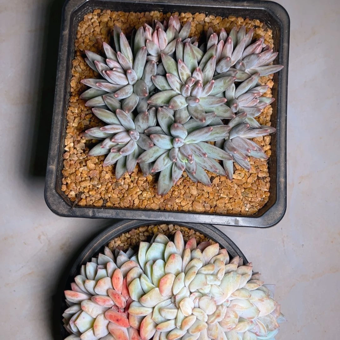 小赖，小姐姐寄养的美肉。。