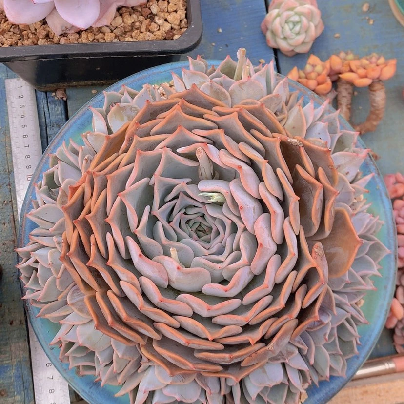 【闪购商品】彩虹露西那