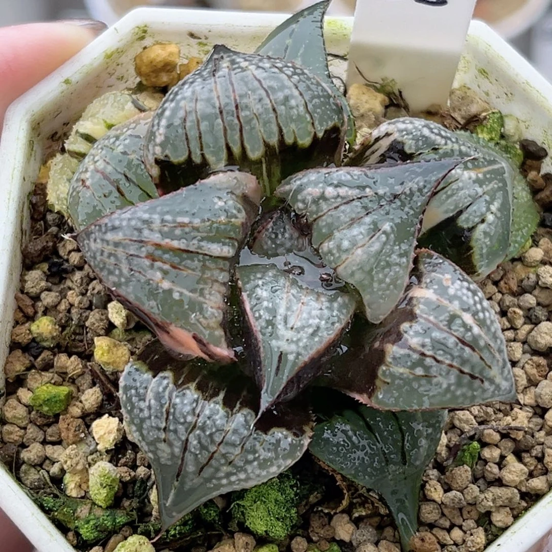 58巨大丸叶茜云芭提雅锦福利专场