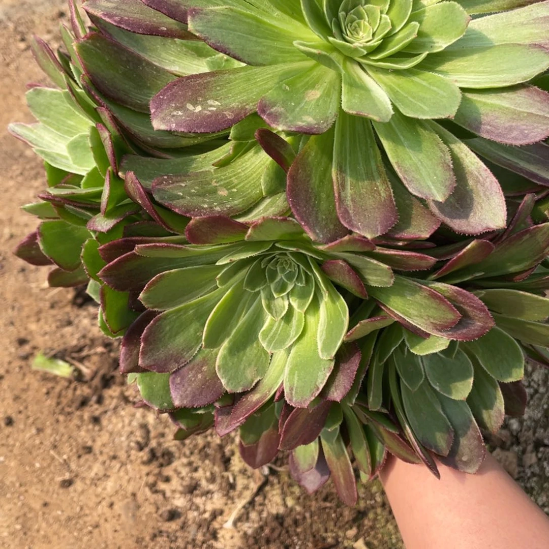 大万花筒多肉法师断枝不包