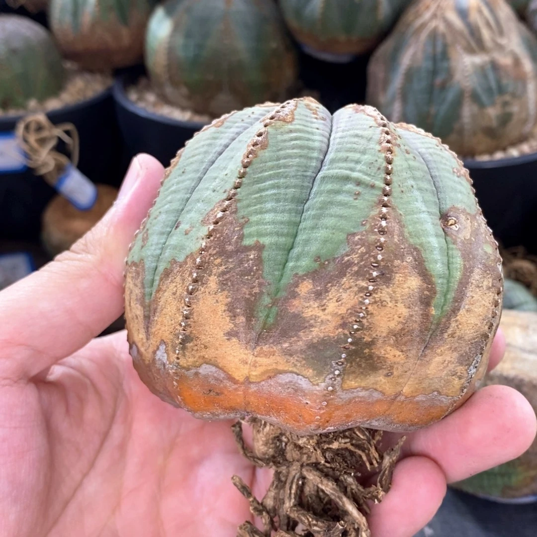 欧系实生布纹球多肉植物