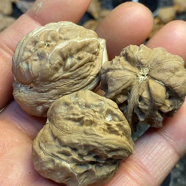 吊坠文玩核桃娜姐50