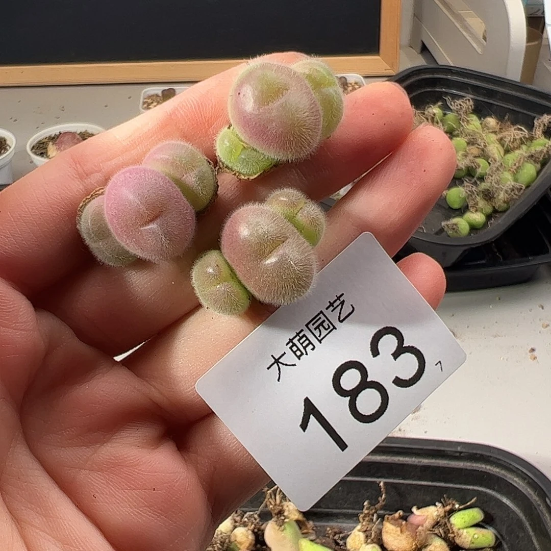 0000183 一物一拍。