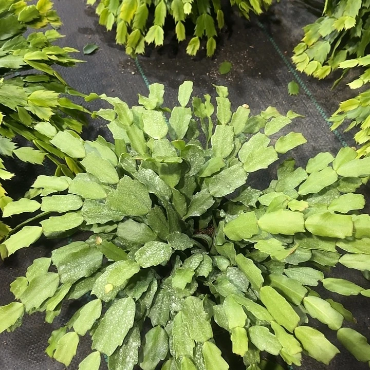 当前无花栽培后可以开花
