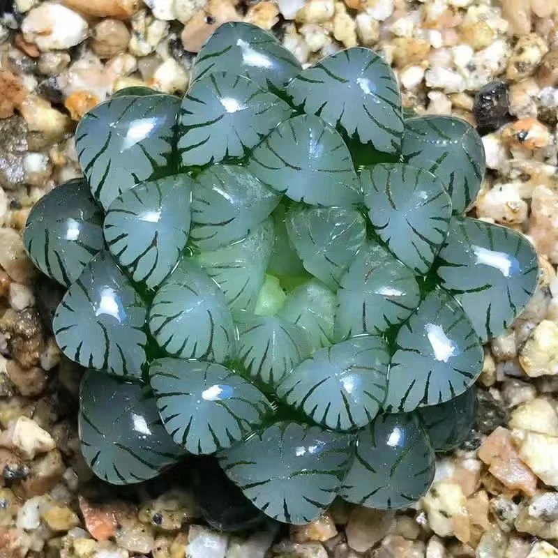 蓝镜冰灯玉露多肉植物（满15.8包邮发货）