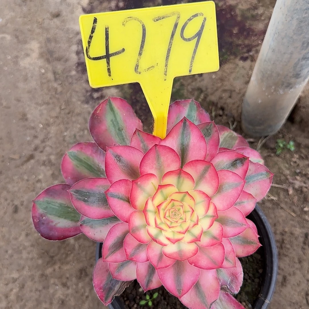 4279----爱丽丝多头