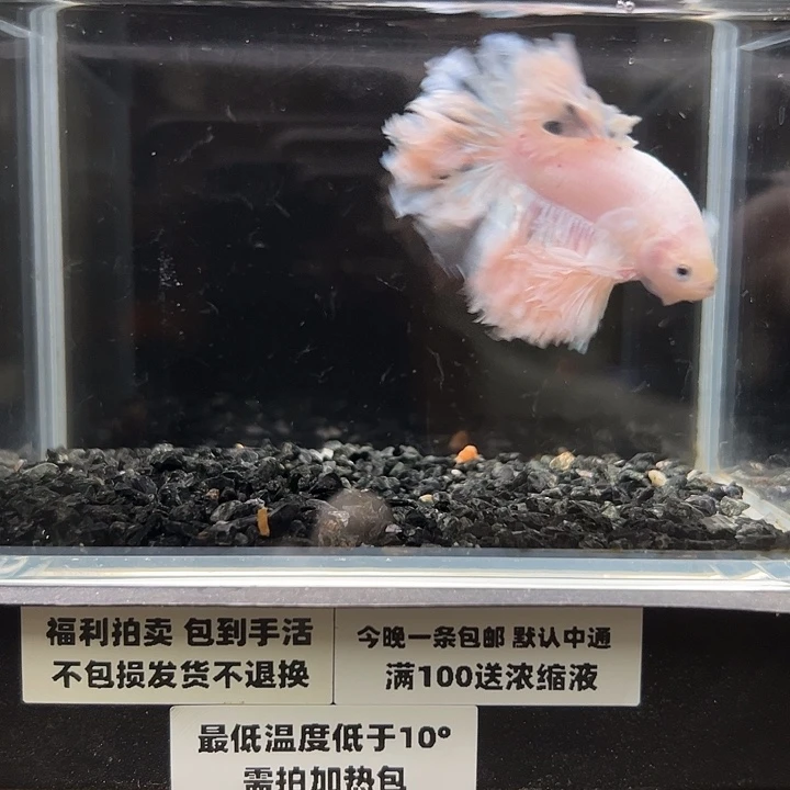 斗鱼竞拍跑单拉黑13日85